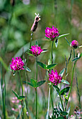 Trifolium pratense (red clover)