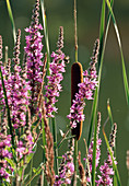 Lythrum salicaria (purple loosestrife) and Typha (cattail)