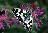 Chessboard Butterfly (Melanargia galathea)