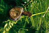 French horn, water snail (Planobarius corneus)