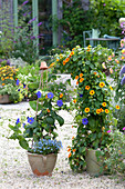 Thunbergia battiscombei (Large-flowered sky flower) planted