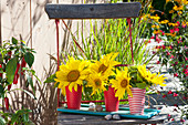 Flowers of Helianthus annuus in red and white paper cups