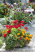 Drahtkorb bepflanzt mit Kräutern und Balkonblumen