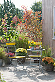 Autumn terrace with grasses and chrysanthemums