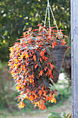 Begonia Summerwing's 'Ebony & Coral' (begonia) hanging basket
