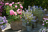 Rosa (Rose) und Caryopteris 'Heavenly Blue' (Bartblumen) auf Terrasse
