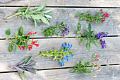 Tableau with different varieties of sage