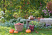 Apple harvest in the garden