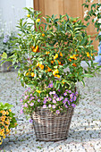 Fortunella japonica (Kumquat) and Brachyscome 'Brasco Violet'