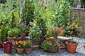 Clay pots and baskets with Thunbergia alata (black-eyed Susanne)