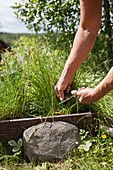 Hands cutting chives in vegetable patch