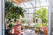 Various plants in terracotta pots and vintage tin cans in greenhouse
