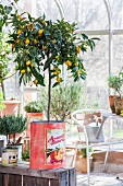 Fruiting lemon tree in vintage tin can in greenhouse