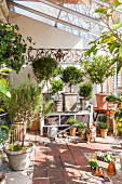 Various potted plants and dog in bright greenhouse