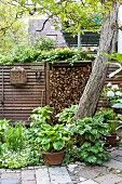 White flowers and foliage plants in front of stacked firewood and screen fence in garden