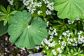 Droplets of dew on lady's mantle leaves next to flowering sweet woodruff