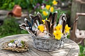 Basket of eggs, feathers and yellow narcissus next to Easter nest of quail eggs on garden table