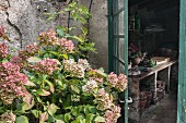 Hortensien vor der Tür zum Gartenhaus mit Pflanztisch