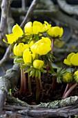 Flowering winter aconites amongst branches covered in lichen