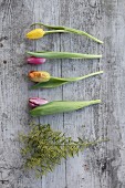 Tulips, parrot tulips and touch-me-not on wooden surface