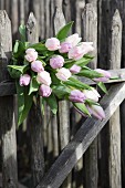 Pale pink tulips on wooden fence