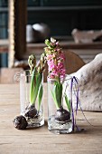 Hyacinths in glasses of water on rustic wooden table