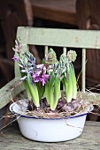 Hyacinths and hay in enamel bowl