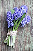 Bouquet of blue hyacinths tied with raffia