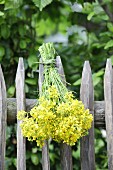 Bunch of rapeseed flowers hanging upside down from paling fence