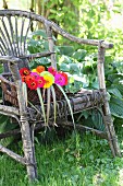Basket of colourful zinnias on weathered wicker armchair in garden