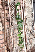 Romantic garland of ivy and pink roses on vintage lattice