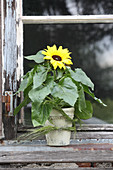 Potted sunflower on weathered windowsill