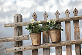 Potted hellebores and pine sprigs on fence
