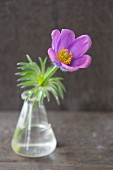 Pasque flower in glass vase