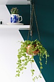 Houseplant in copper plant hanger suspended from white wall-mounted shelf