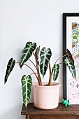 Elephant ear in pink pot next to dinosaur figurine and picture leaning against wall