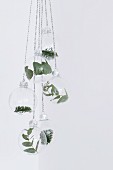 Leaves and fir twigs in suspended glass baubles