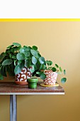 Potted Chinese money plants in painted terracotta pots against wall