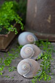 Still-life arrangement of snail shells and shepherd's purse