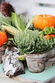 Herbstdeko mit weißem Heidekraut, orangefarbenen Kürbissen, Maiskolben und Baumrinde auf Vintage Holztisch