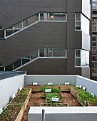 Urban gardening: various vegetable plants growing in wooden crates on roof terrace
