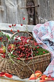 Autumn arrangement of rose hips, moss and apples in wicker basket on vintage bench