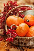 Small pumpkins and ashberries in a basket
