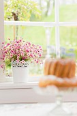 Pink-flowering saxifrage in pot with lace trim on windowsill