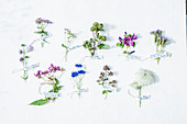 Various labelled wildflowers on white surface