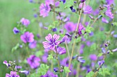 Purple-flowering wild mallow