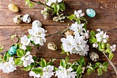 Bunte Wachteleier mit Kirschblütenzweigen als Osterdeko auf Holzuntergrund
