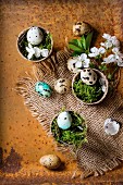 Decor colorful Easter quail eggs with spring cherry flowers and moss in small garden pots on sackcloth