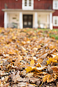 Autumn leaves on ground in front of Swedish house
