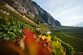 Vineyards in Leytron in the Swiss canton of Valais